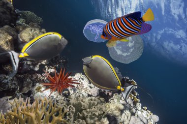 Naso lituratus - barcheek unicornfish - tuzlu su balık