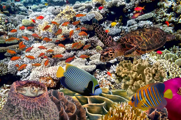 Sea life fish underwater landscape maldives — Stock Photo, Image