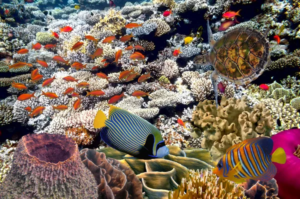 Vida marina peces paisaje submarino maldivas — Foto de Stock