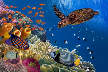 Colorful coral reef with many fishes and sea turtle clipart