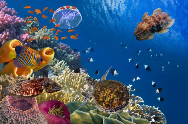 Színes korallzátonyok a sok halat és tengeri teknős — Stock Fotó