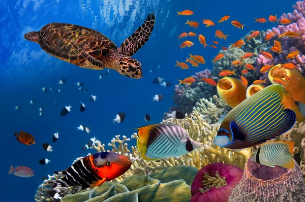 Colorido arrecife de coral con muchos peces y tortuga marina — Foto de Stock