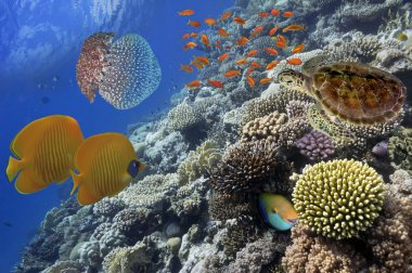 Harika ve güzel sualtı dünya mercan ve tropica