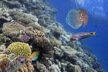Wonderful and beautiful underwater world with corals and tropica clipart