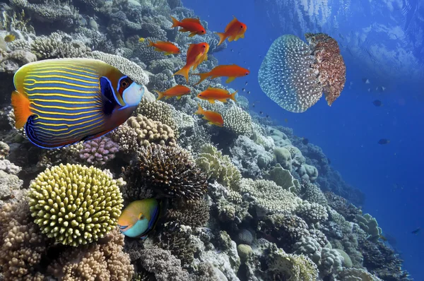 Peces tropicales en el arrecife de coral en el Mar Rojo —  Fotos de Stock