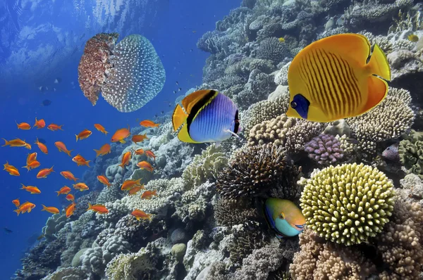 Wonderful and beautiful underwater world with corals and tropica — Stock Photo, Image