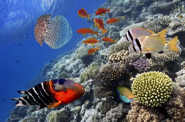 Peces tropicales en el arrecife de coral en el Mar Rojo — Foto de Stock