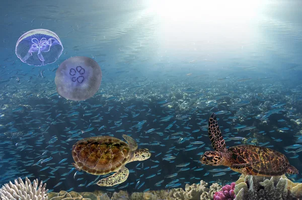 Zár megjelöl-ból egy óriás tengeri teknős, a tenger, a Vörös-tenger — Stock Fotó