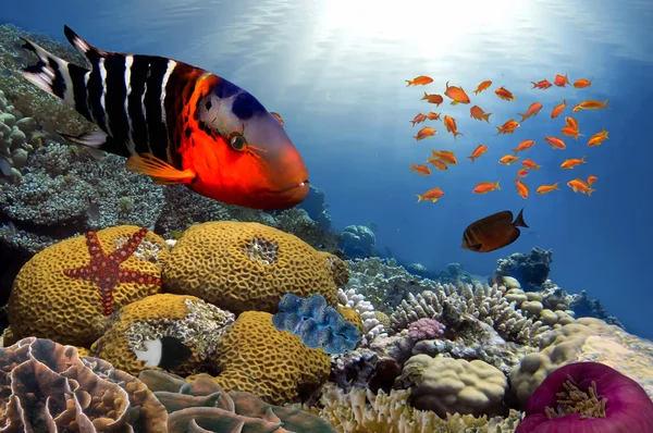 Барвистий риф підводний пейзаж з рибами — стокове фото