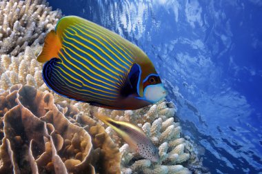 İmparator Angelfish. Sualtı dünyası