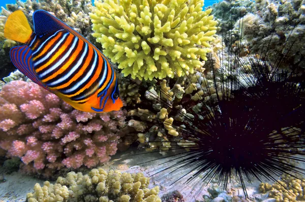 Black sea urchin — Φωτογραφία Αρχείου