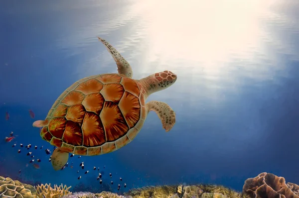 Sea turtle close up over coral reef in hawaii — Stock Photo, Image