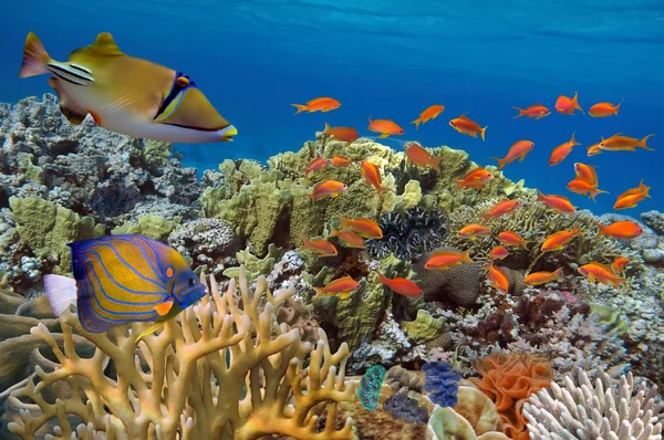 Vie marine poissons paysage sous-marin Maldives i — Photo