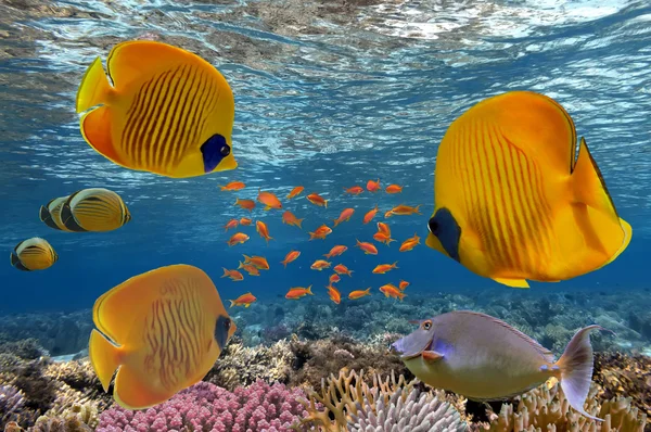 Masked Butterfly Fish and coral reef, Red Sea — Stock Photo, Image