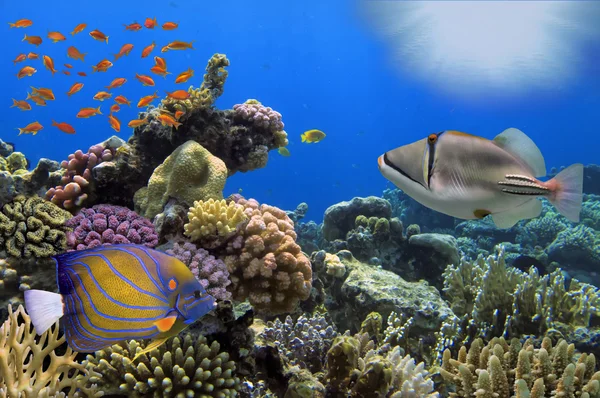 Maravilloso y hermoso mundo submarino con corales y tropica — Foto de Stock