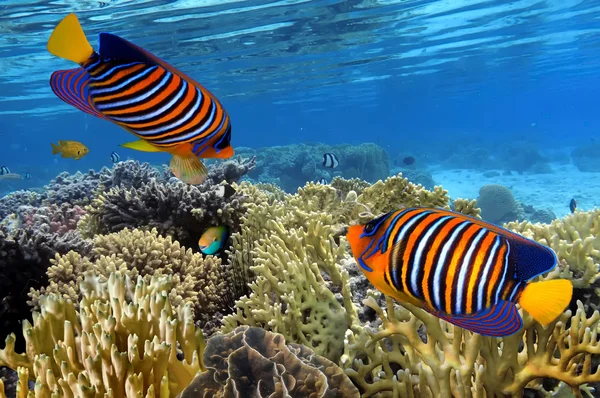 Colorata barriera corallina paesaggio subacqueo con pesci e coralli — Foto Stock