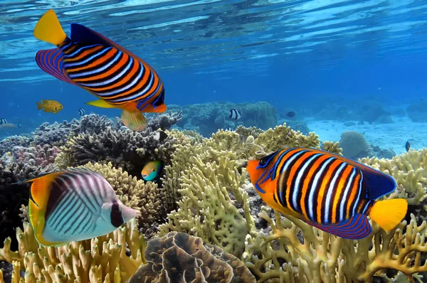 Барвистий риф підводний пейзаж з рибами і коралами — стокове фото