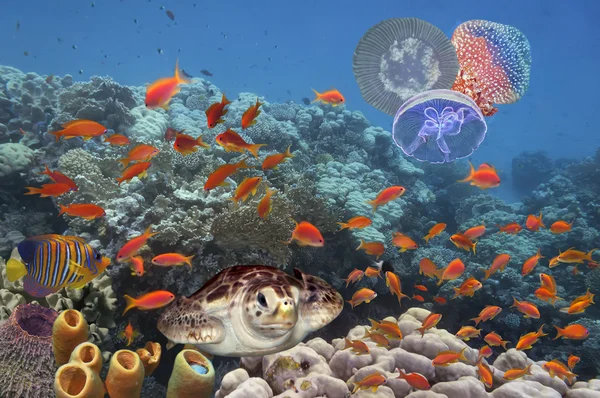 Recife de coral colorido com muitos peixes e tartaruga marinha — Fotografia de Stock