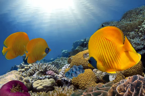 Paysage sous-marin de récif coloré avec des poissons — Photo