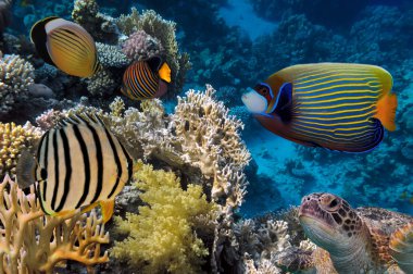 balıklar ve mercan, renkli resif sualtı yatay