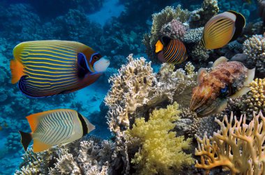 balıklar ve mercan, renkli resif sualtı yatay