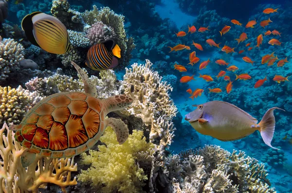 多くの魚やウミガメとカラフルなサンゴ礁 — ストック写真