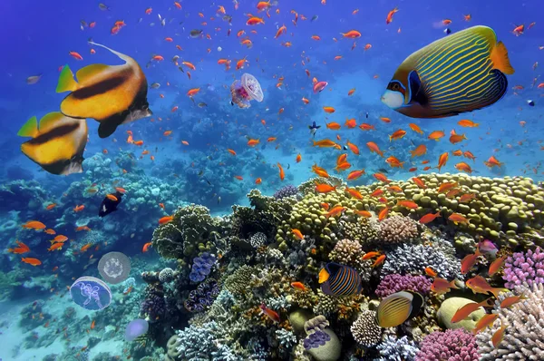 Underwater scene, showing different colorful fishes swimming — Stock Photo, Image