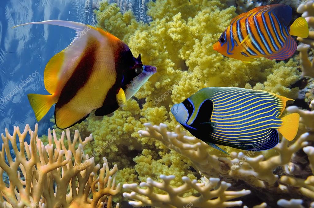 Nappe élastique Ovale Sous-marine, Tropicale Avec Poissons Colorés