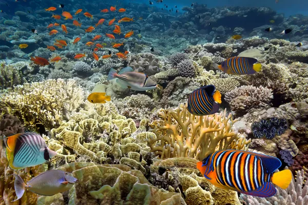 Peces tropicales. Mundo submarino — Foto de Stock