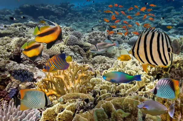 Tropical Fish. Underwater world — Stock Photo, Image