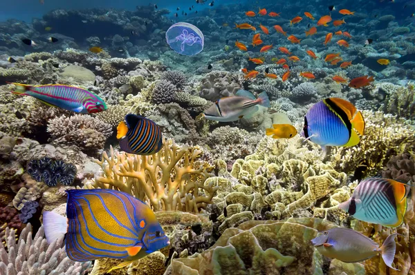 Tropical Fish. Underwater world — Stock Photo, Image