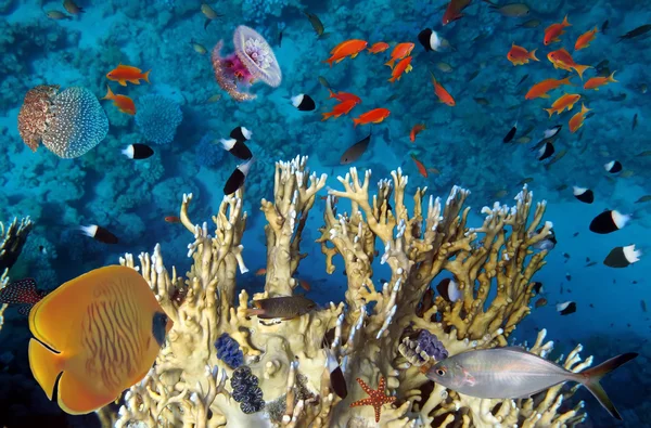 Υποβρύχιος σκηνή, δείχνει διαφορετικό πολύχρωμο ψάρια κολύμπι — Φωτογραφία Αρχείου