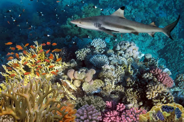 Recife de coral subaquático colorido e grande tubarão com fome irritado — Fotografia de Stock