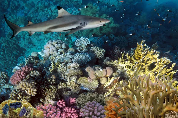 Colorido arrecife de coral submarino y gran tiburón hambriento enojado —  Fotos de Stock