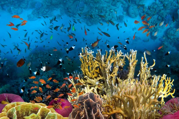 Imagen submarina con gran variedad de peces — Foto de Stock