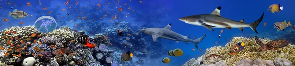 Panorama z morskich gatunków — Zdjęcie stockowe