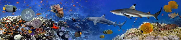 Panorama delle specie marine — Foto Stock