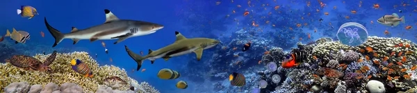 Panorama of marine species — Stock Photo, Image