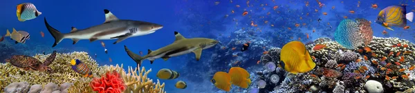 Panorama of marine species — Stock Photo, Image