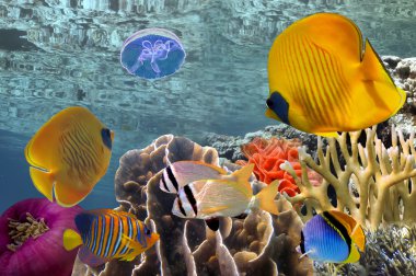 Wonderful and beautiful underwater world with corals and tropica clipart