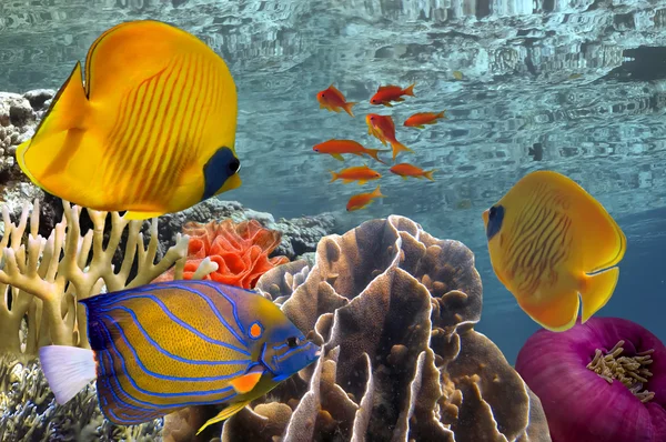 Maravilloso y hermoso mundo submarino con corales y tropica — Foto de Stock