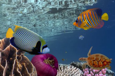 Coral reef underwater panorama with school of colorful tropical  clipart