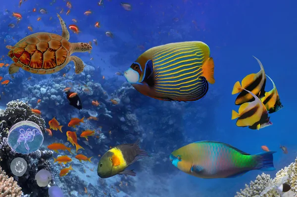 Recife de coral colorido com muitos peixes e tartaruga marinha — Fotografia de Stock