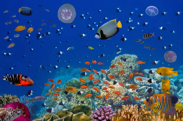 balıklar ve mercan, renkli resif sualtı yatay