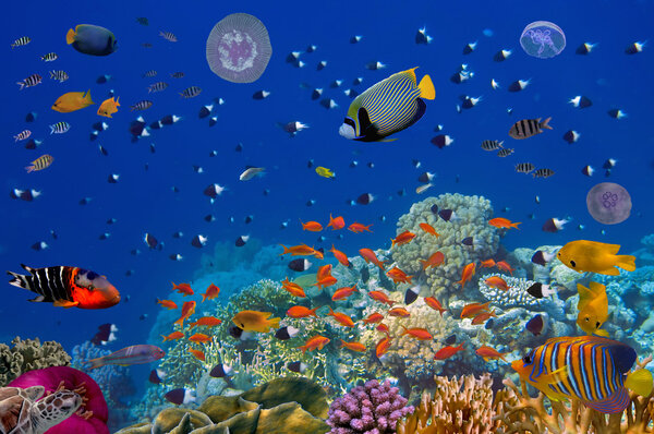 Colorful reef underwater landscape with fishes and corals