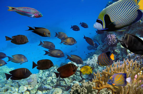 Tropical fish and Hard corals in the Red Sea — Stock Photo, Image