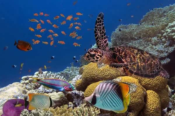 Perto de uma tartaruga gigante no mar, mar vermelho — Fotografia de Stock
