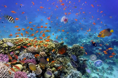 Coral Reef and Tropical Fish in the Red Sea clipart