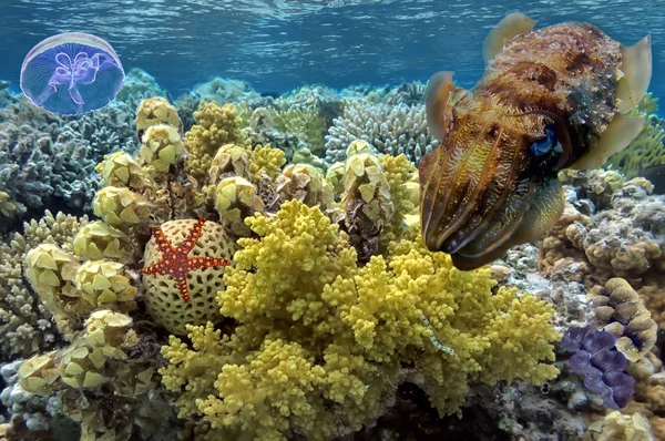 Tintahal a korallzátony a a Vörös-tenger — Stock Fotó