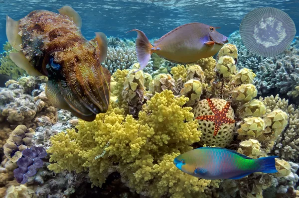 Mercan kayalığı Kızıl denizin üzerinde mürekkep balığı — Stok fotoğraf